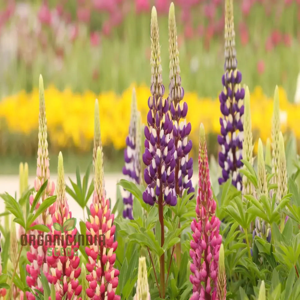 Pink Lupine Flower Seeds - Delicate Blooms For Enchanting Garden Borders Elevate Your Gardening