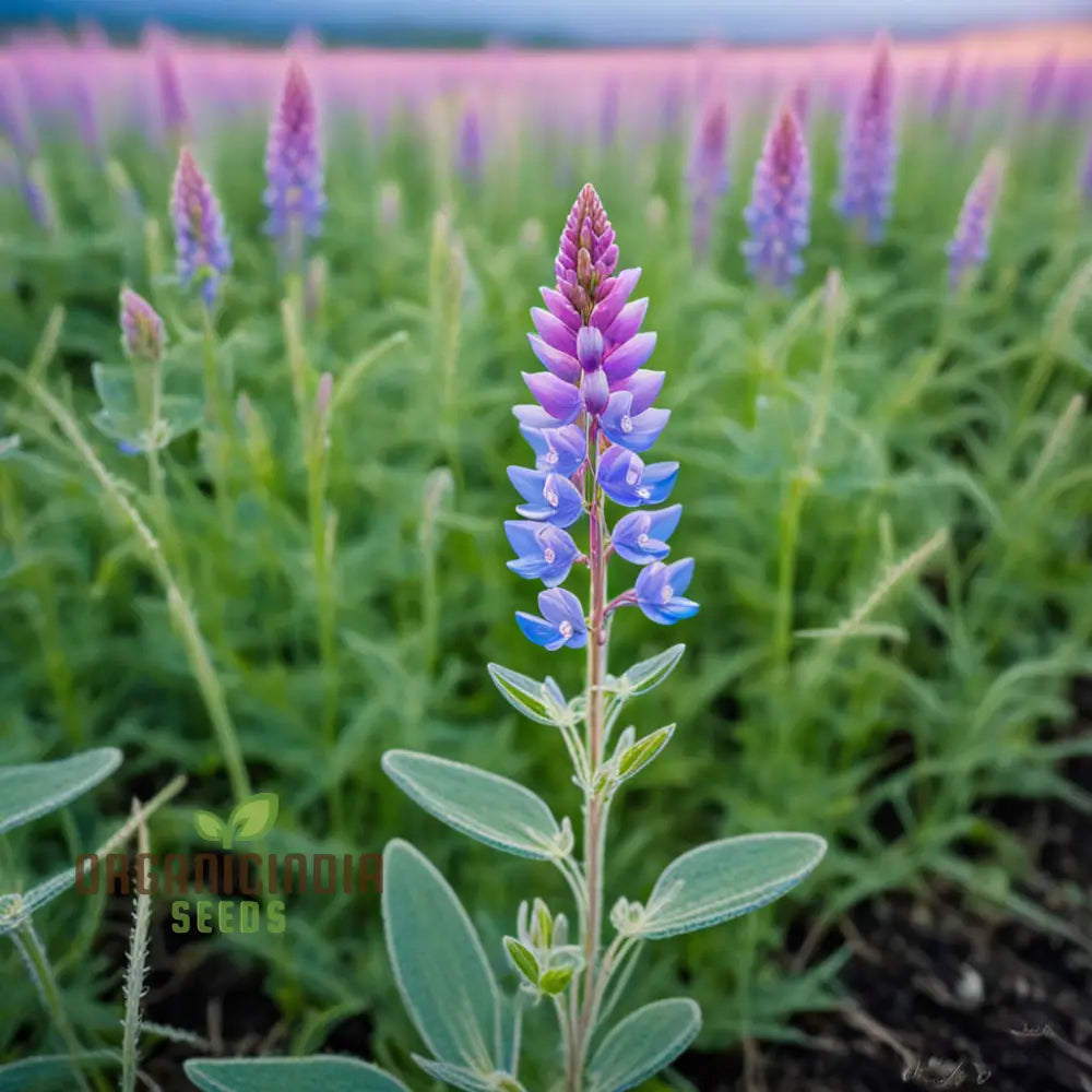 Pink Lupine Flower Seeds - Delicate Blooms For Enchanting Garden Borders Elevate Your Gardening