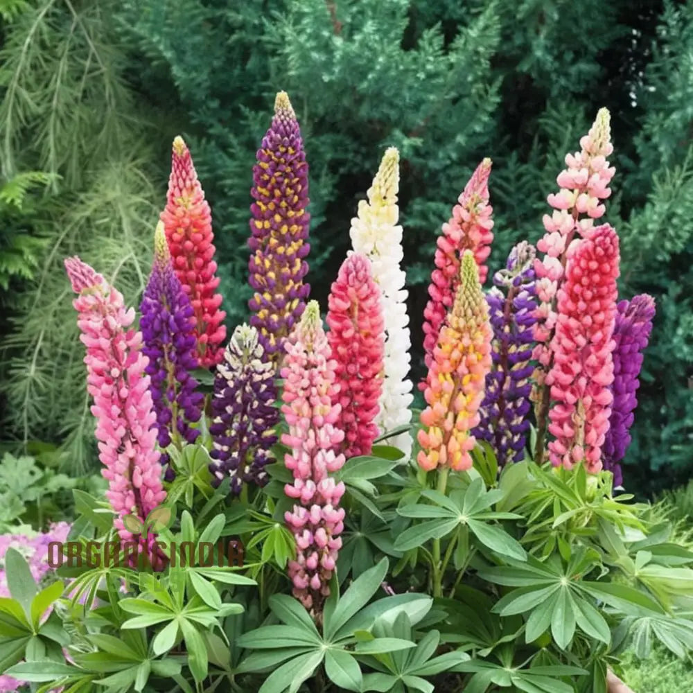 Pink Lupine Flower Seeds - Delicate Blooms For Enchanting Garden Borders Elevate Your Gardening