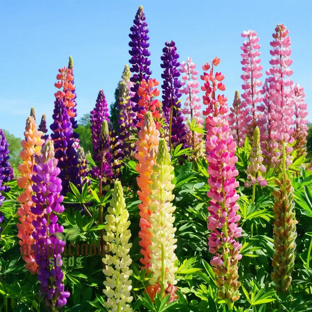 Pink Lupine Flower Seeds - Delicate Blooms For Enchanting Garden Borders Elevate Your Gardening