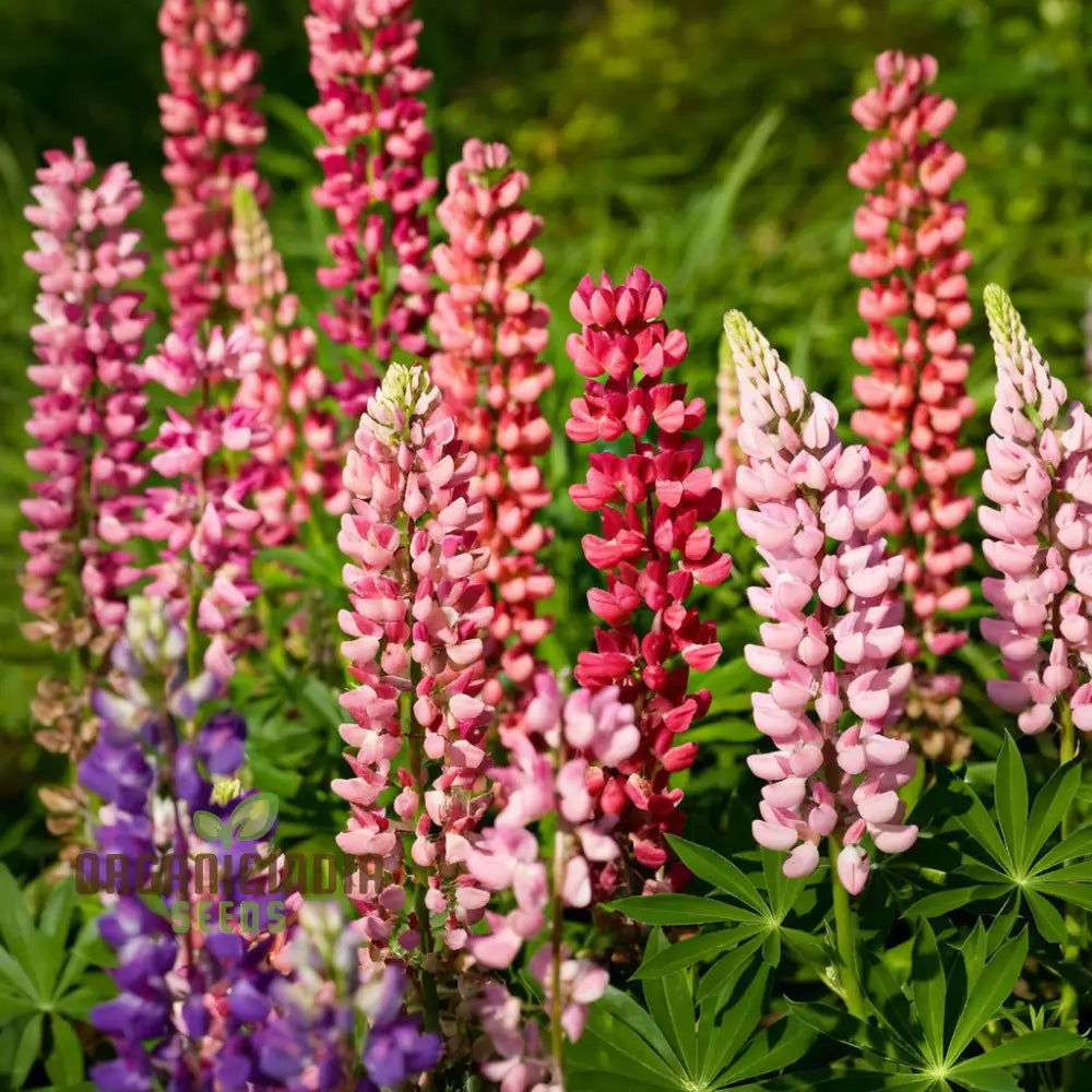 Pink Lupine Flower Seeds - Delicate Blooms For Enchanting Garden Borders Elevate Your Gardening