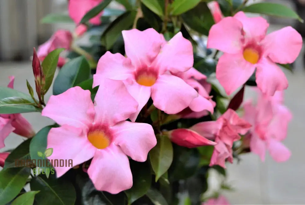 Pink Mandevilla Vine Flower Seeds For Planting Beautiful And Vibrant Blooms Perfect Garden Seeds