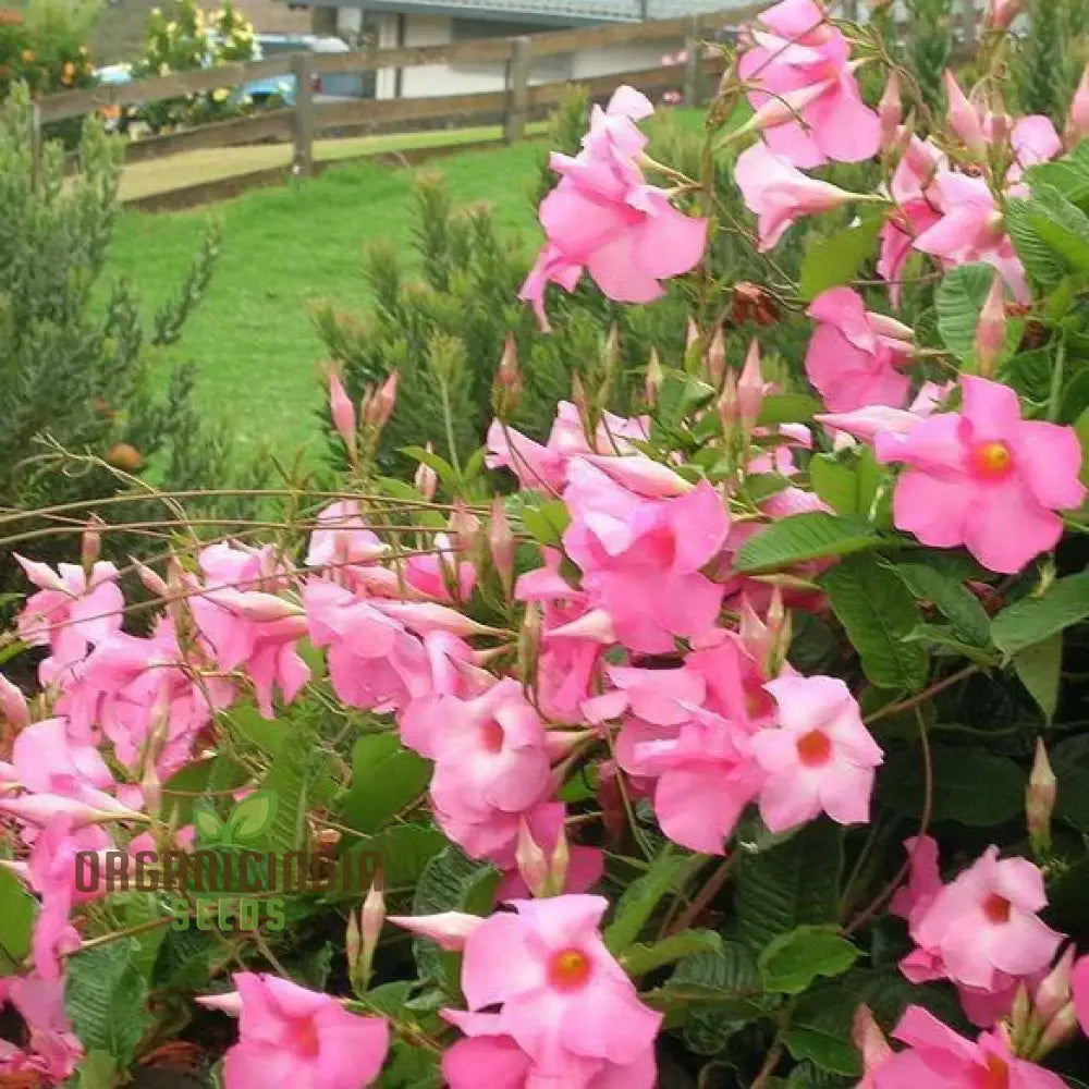 Pink Mandevilla Vine Flower Seeds For Planting Beautiful And Vibrant Blooms Perfect Garden Seeds