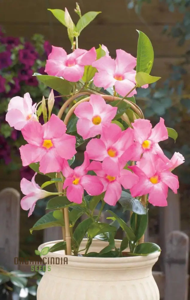 Pink Mandevilla Vine Flower Seeds For Planting Beautiful And Vibrant Blooms Perfect Garden Seeds