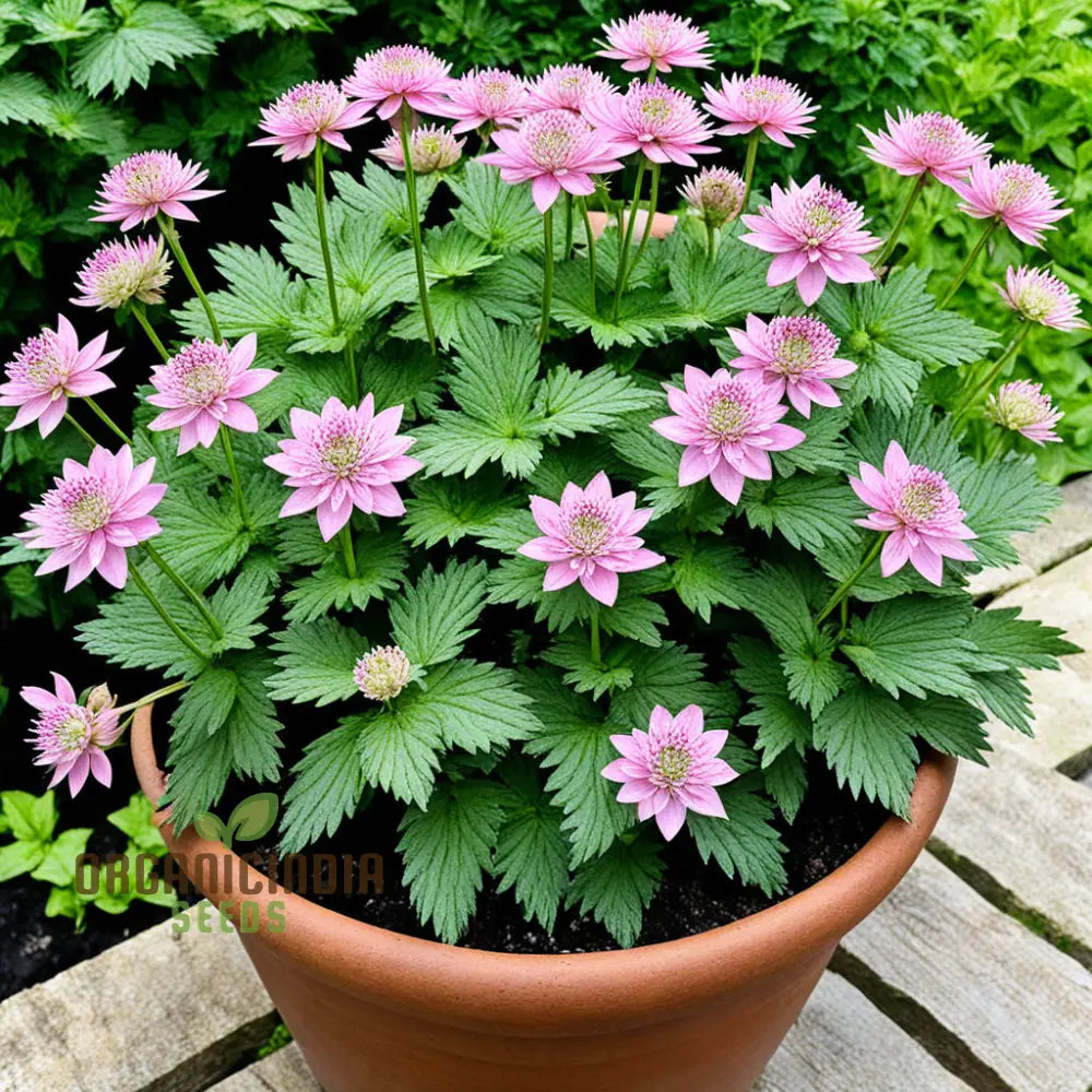 Pink Masterwort Flower Seeds Elegant Blooms Beautiful Flower Garden Perennials