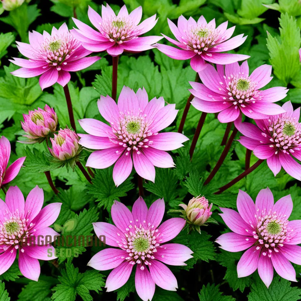 Pink Masterwort Flower Seeds Elegant Blooms Beautiful Flower Garden Perennials