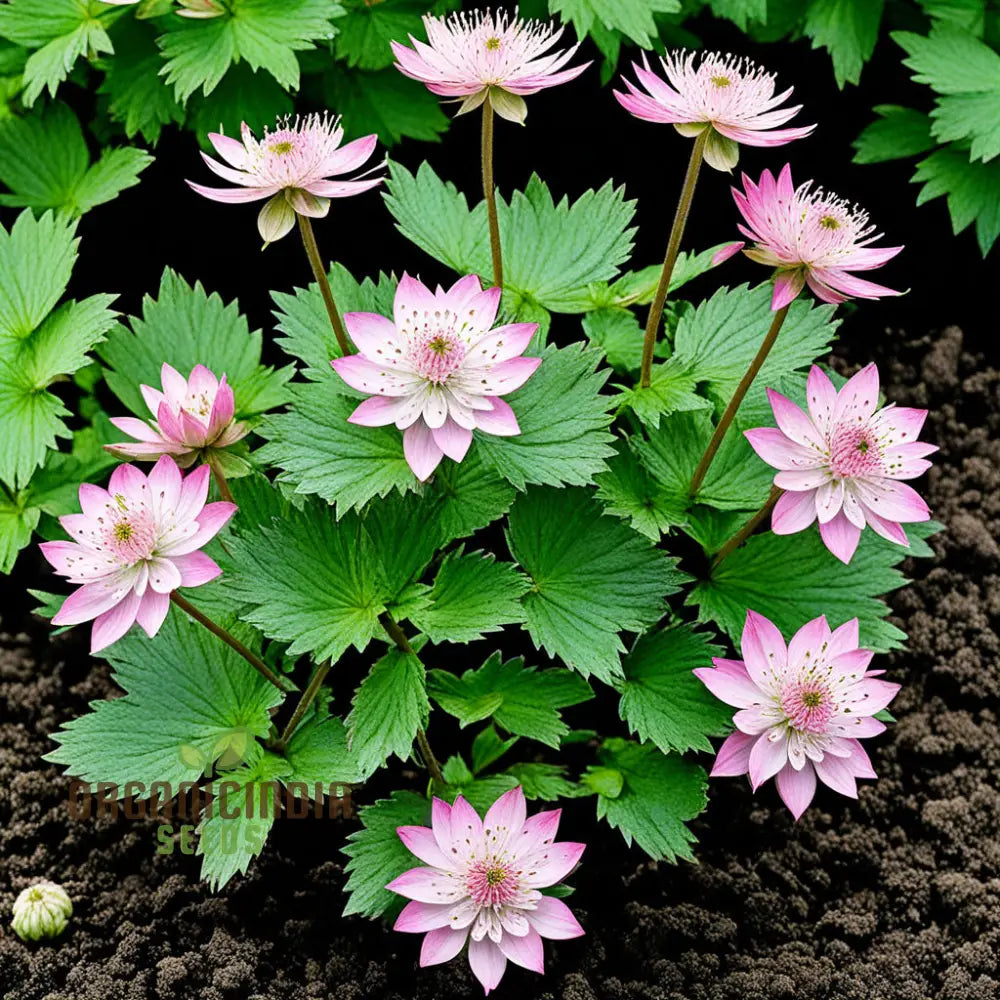 Pink Masterwort Flower Seeds Elegant Blooms Beautiful Flower Garden Perennials