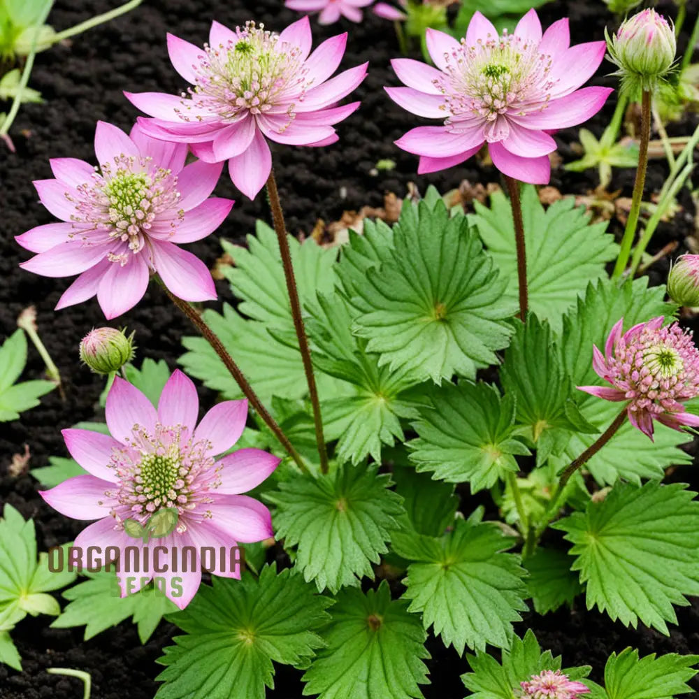 Pink Masterwort Flower Seeds Elegant Blooms Beautiful Flower Garden Perennials