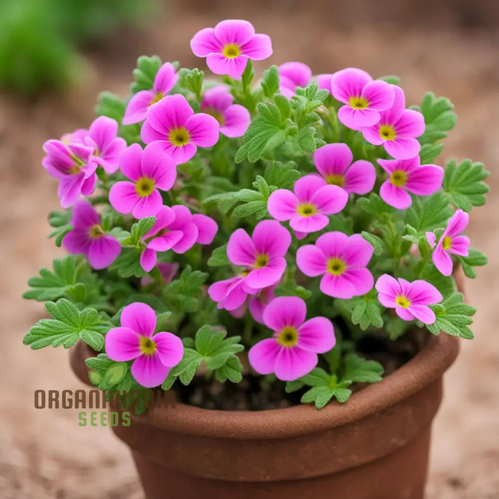 Pink Nemesia Poetry Flower Seeds Plant For Planting And Gardening Enthusiasts - Cultivate Your