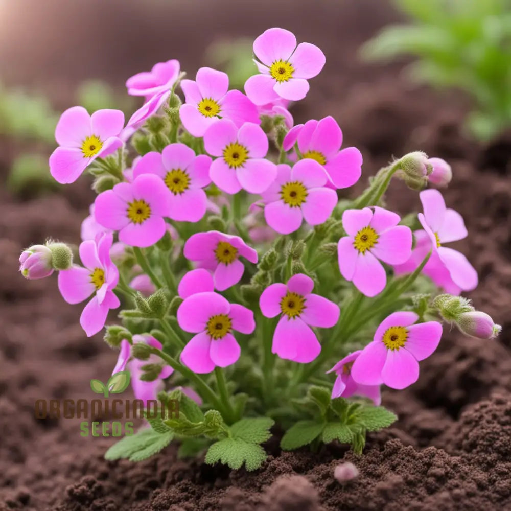 Pink Nemesia Poetry Flower Seeds Plant For Planting And Gardening Enthusiasts - Cultivate Your