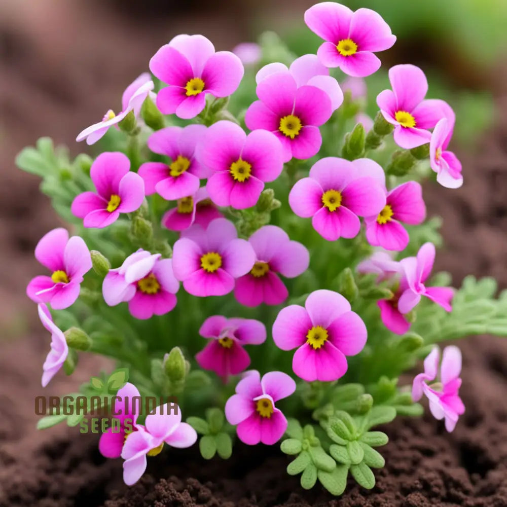 Pink Nemesia Poetry Flower Seeds Plant For Planting And Gardening Enthusiasts - Cultivate Your