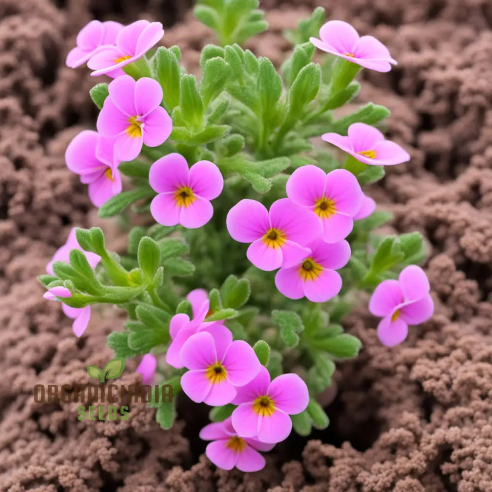 Pink Nemesia Poetry Flower Seeds Plant For Planting And Gardening Enthusiasts - Cultivate Your