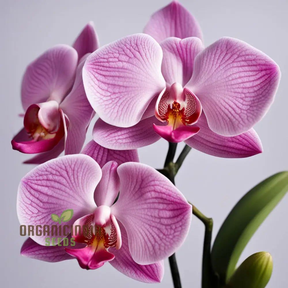 Pink Orchid Flower Seeds For A Garden Brimming With Elegance And Grace Perennials