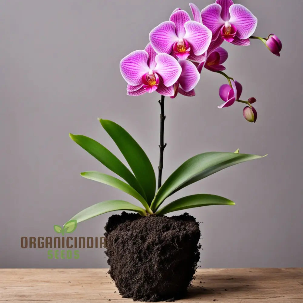 Pink Orchid Flower Seeds For A Garden Brimming With Elegance And Grace Perennials