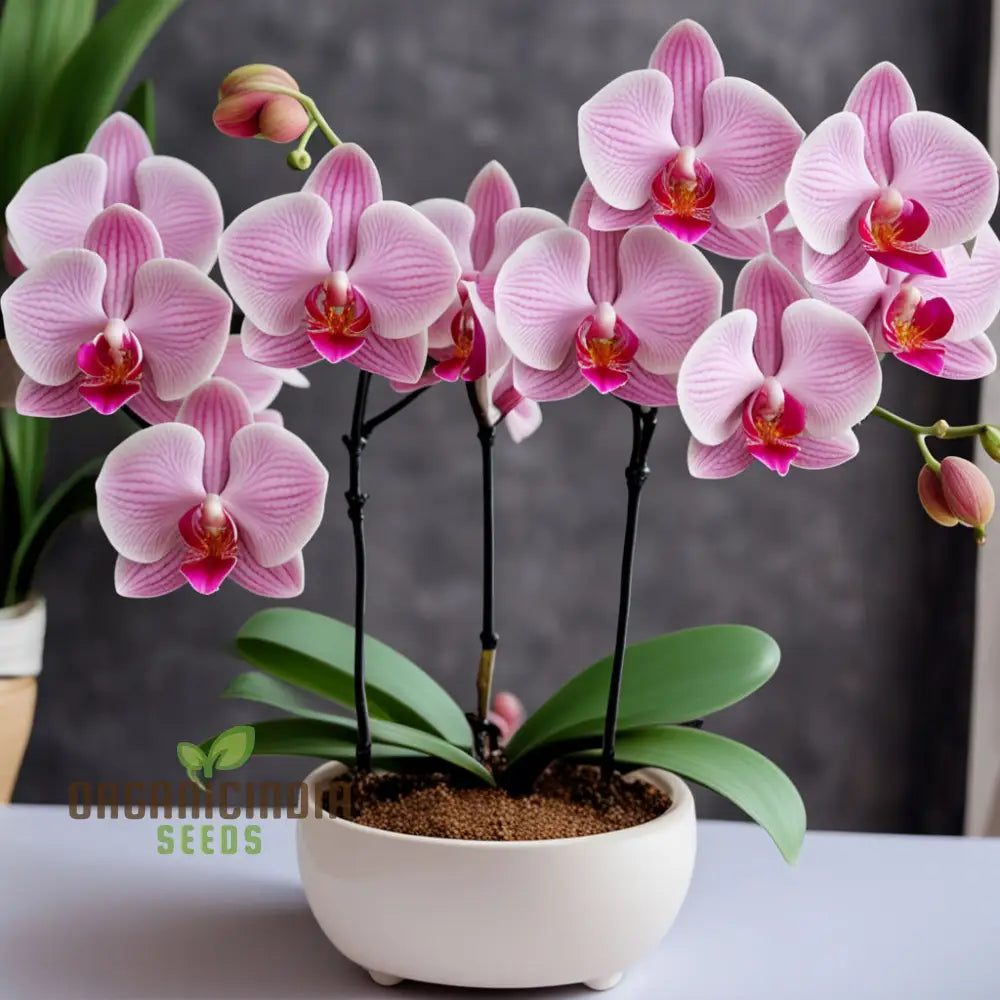 Pink Orchid Flower Seeds For A Garden Brimming With Elegance And Grace Perennials