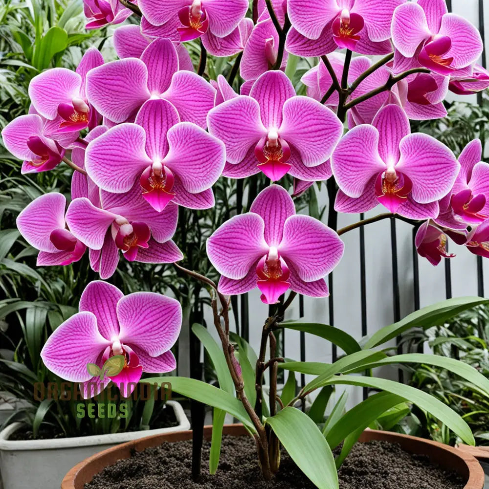 Pink Orchid Flower Seeds For A Garden Brimming With Elegance And Grace Perennials