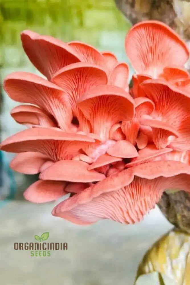 Pink Oyster Mushroom Beauty Vegetable Seeds Planting And Gardening