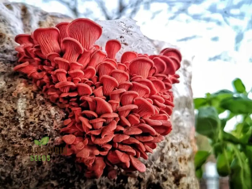 Pink Oyster Mushroom Beauty Vegetable Seeds Planting And Gardening