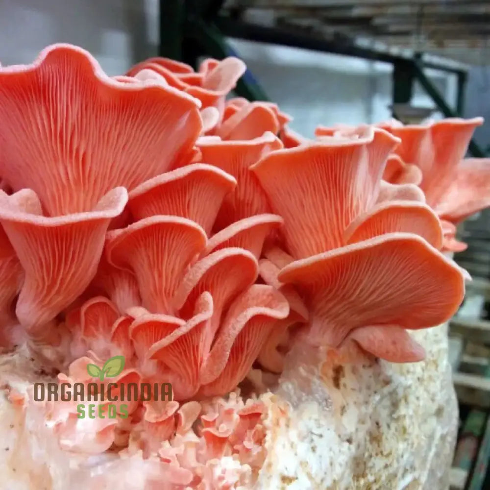 Pink Oyster Mushroom Beauty Vegetable Seeds Planting And Gardening