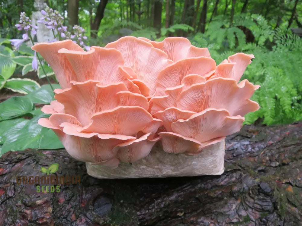 Pink Oyster Mushroom Beauty Vegetable Seeds Planting And Gardening