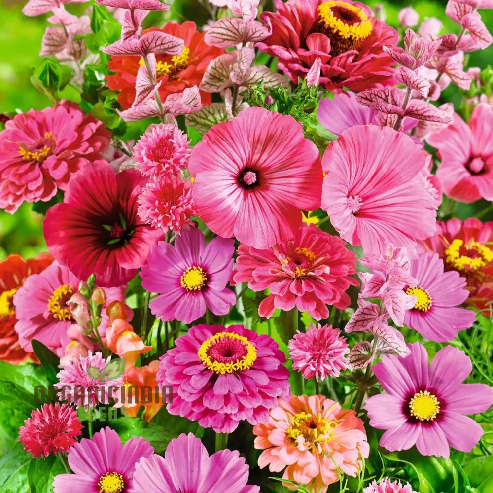 Pink Perfection Flower Seeds For Planting Elegant Blooms For Your Garden