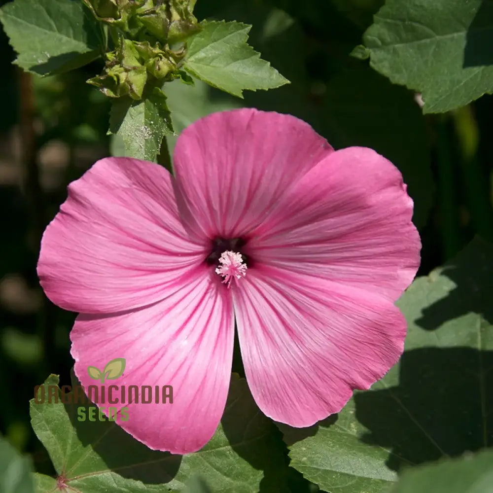 Pink Perfection Flower Seeds For Planting Elegant Blooms For Your Garden