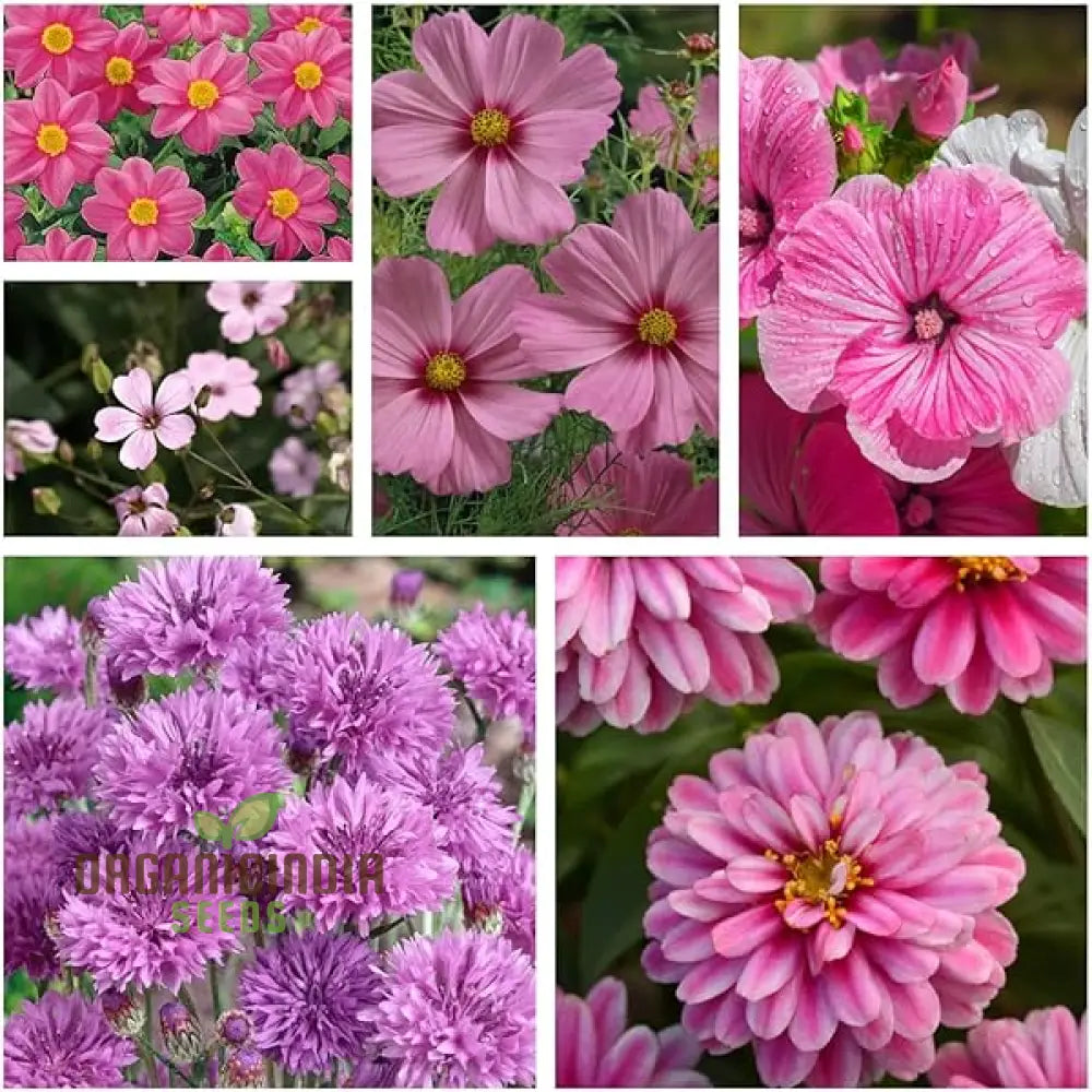 Pink Perfection Flower Seeds For Planting Elegant Blooms For Your Garden