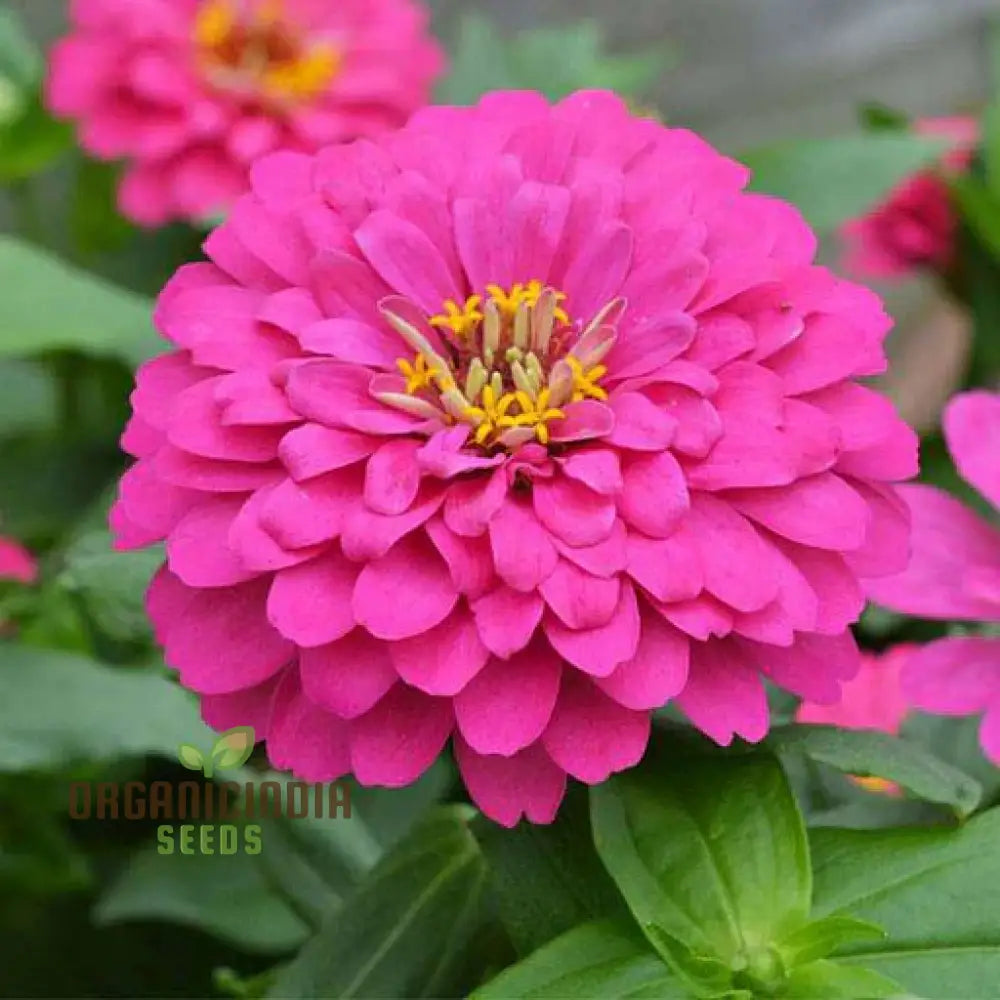 Pink Perfection Flower Seeds For Planting Elegant Blooms For Your Garden