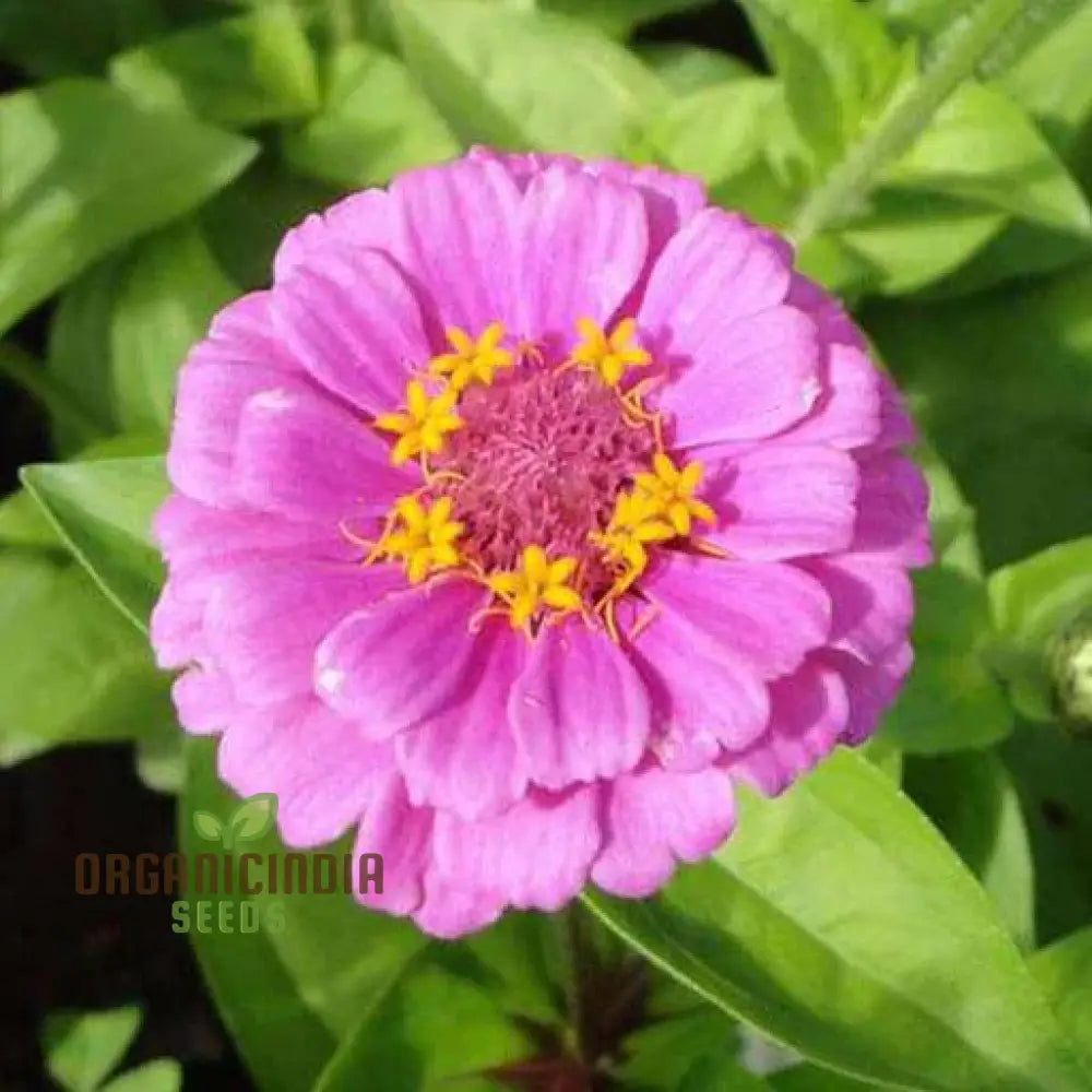 Pink Perfection Flower Seeds For Planting Elegant Blooms For Your Garden