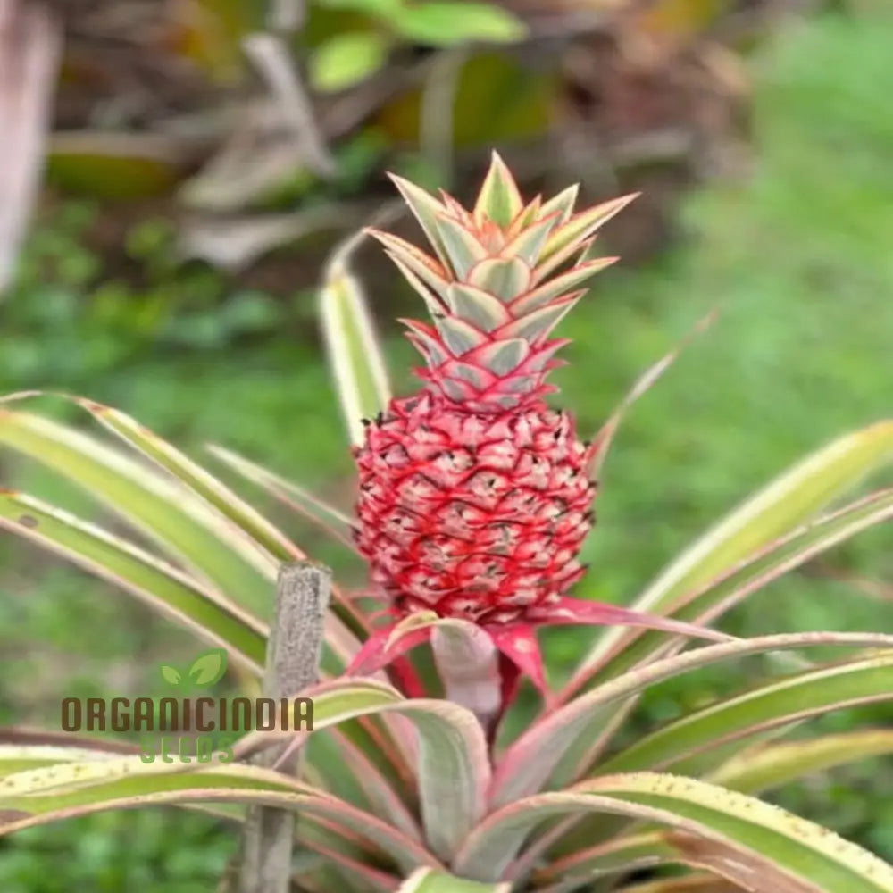 Pink Pineapple Fruit Seeds For Planting Enhance Your Garden With Exotic