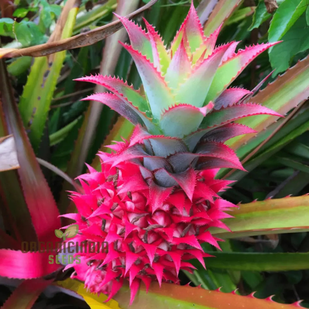 Pink Pineapple Fruit Seeds For Planting Enhance Your Garden With Exotic