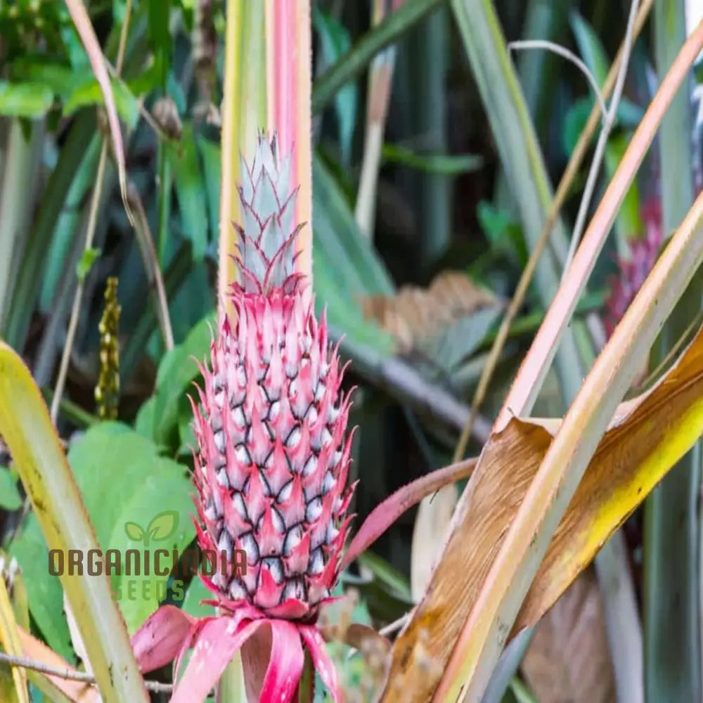 Pink Pineapple Fruit Seeds For Planting Enhance Your Garden With Exotic