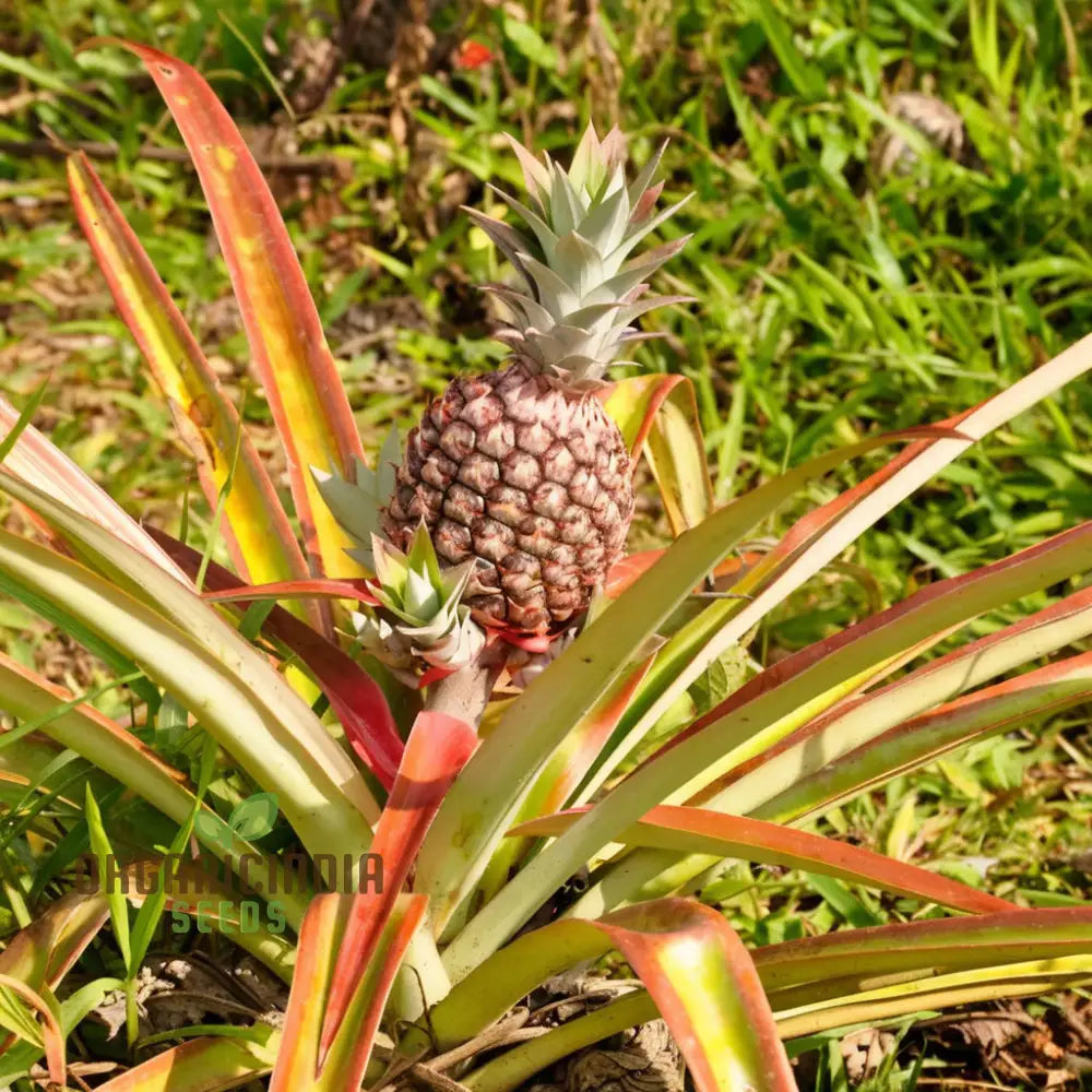 Pink Pineapple Fruit Seeds For Planting Enhance Your Garden With Exotic