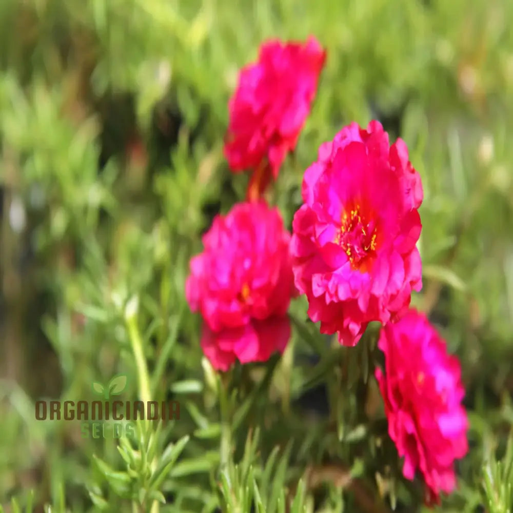 Pink Portulaca Rose Flower Seeds – Elevate Your Gardening With Gorgeous Resilient Blooms Annuals