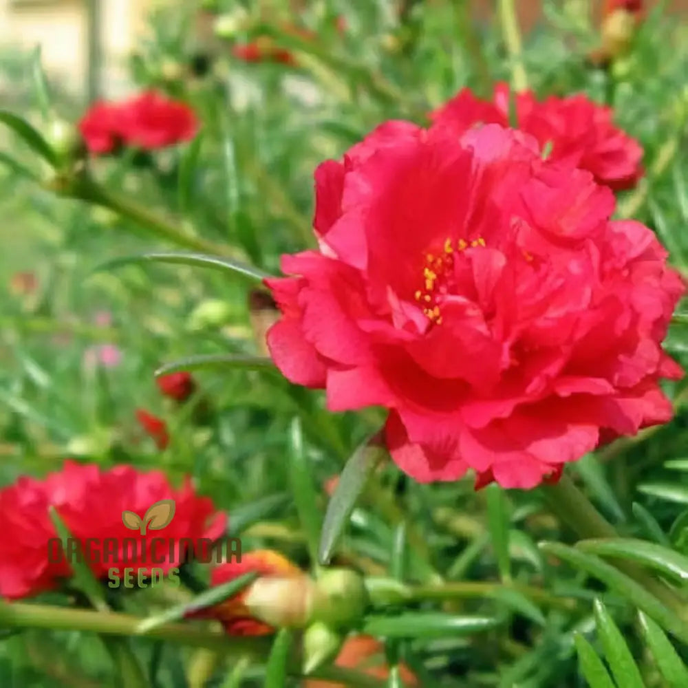 Pink Portulaca Rose Flower Seeds – Elevate Your Gardening With Gorgeous Resilient Blooms Annuals