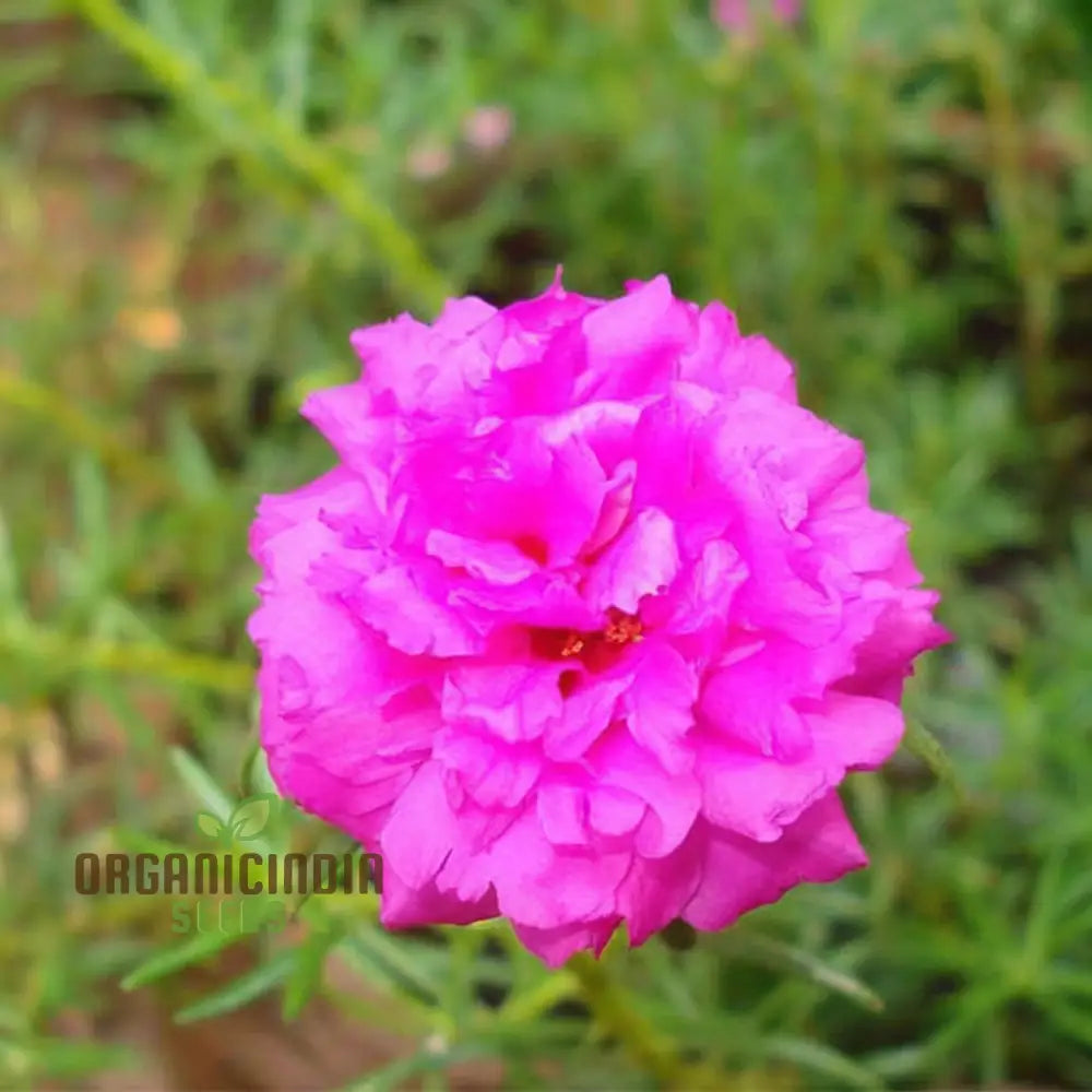 Pink Portulaca Rose Flower Seeds – Elevate Your Gardening With Gorgeous Resilient Blooms Annuals