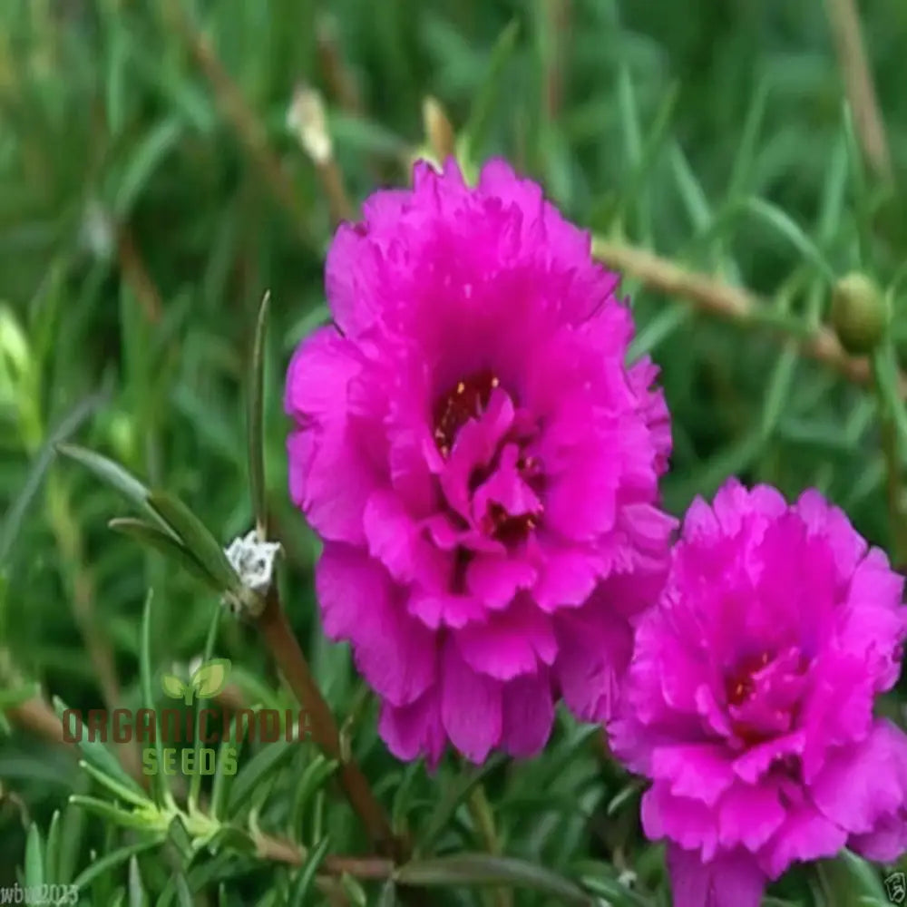 Pink Portulaca Rose Flower Seeds – Elevate Your Gardening With Gorgeous Resilient Blooms Annuals