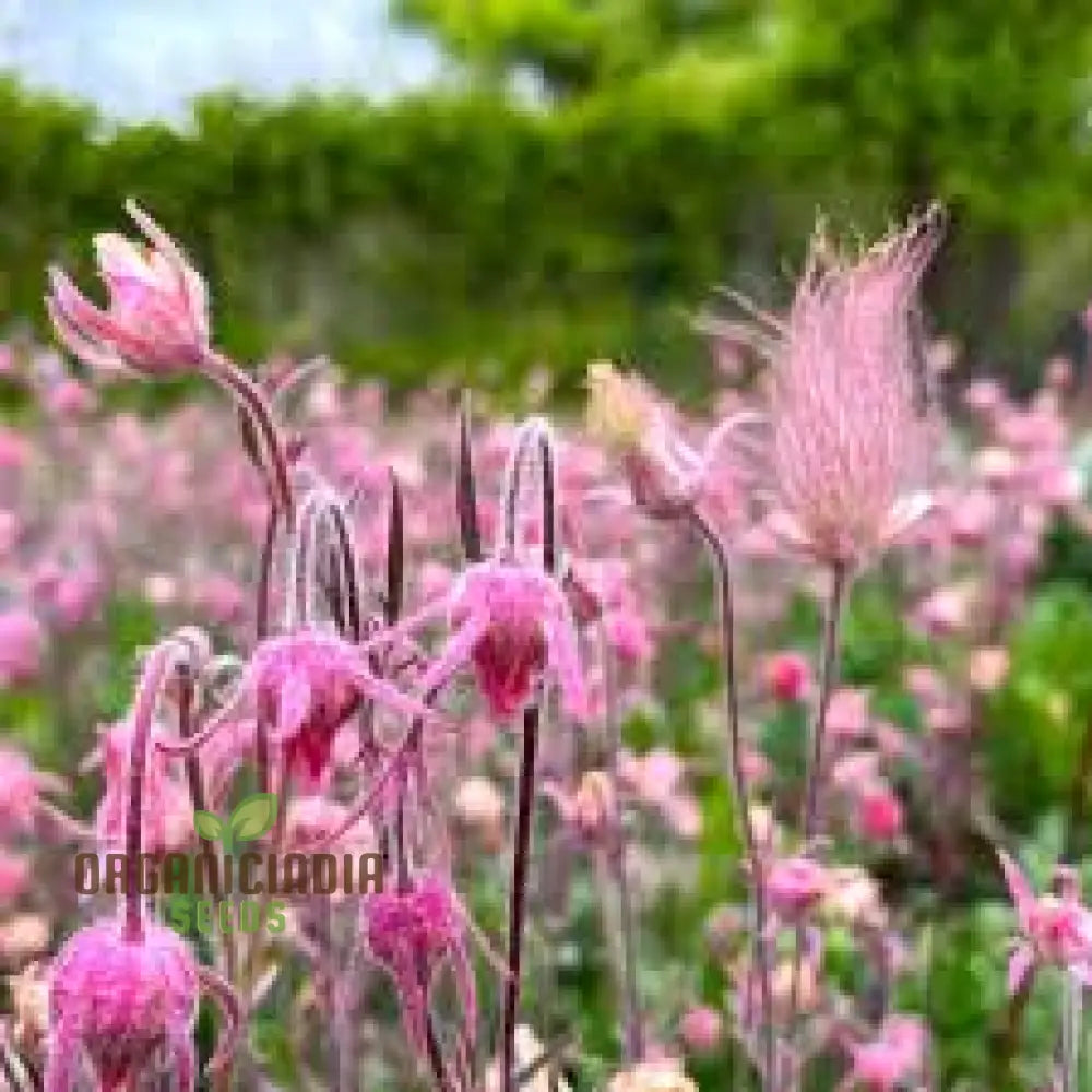 Pink Prairie Smoke Seeds Geum Triflorum Plant 10Pcs Flowering Wildflower