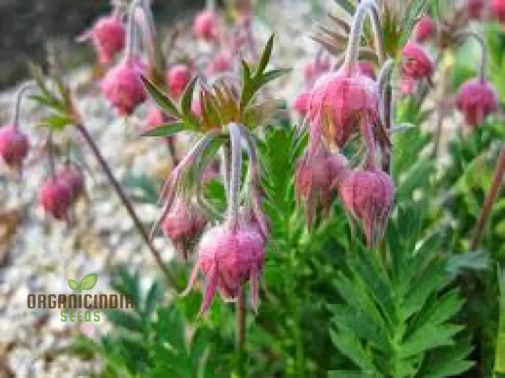 Pink Prairie Smoke Seeds Geum Triflorum Plant 10Pcs Flowering Wildflower