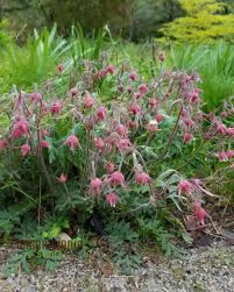 Pink Prairie Smoke Seeds Geum Triflorum Plant 10Pcs Flowering Wildflower