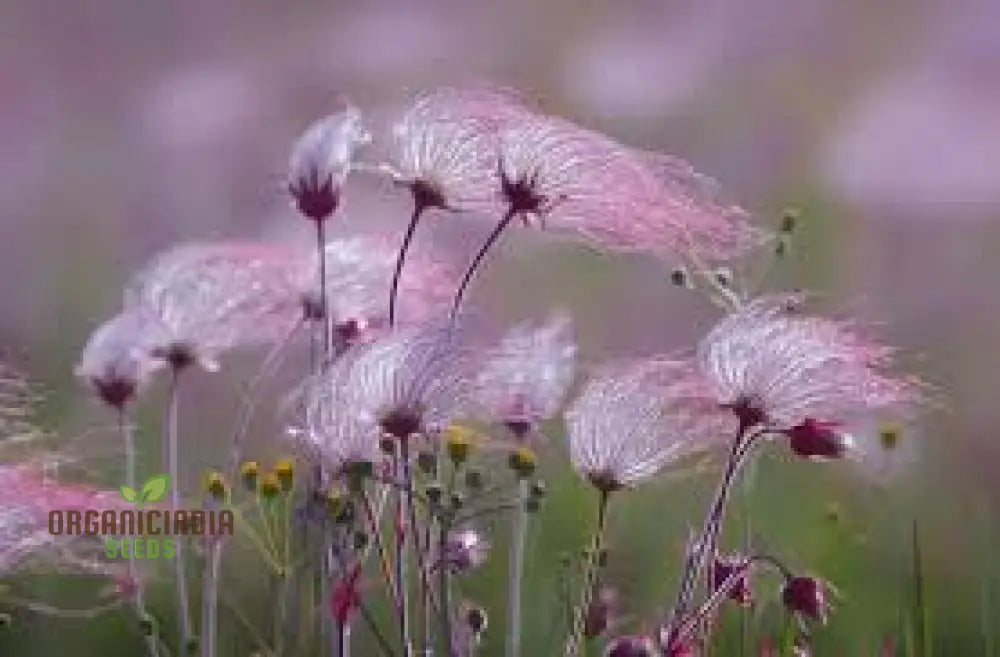 Pink Prairie Smoke Seeds Geum Triflorum Plant 10Pcs Flowering Wildflower