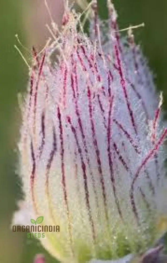 Pink Prairie Smoke Seeds Geum Triflorum Plant 10Pcs Flowering Wildflower