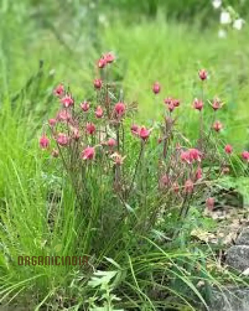 Pink Prairie Smoke Seeds Geum Triflorum Plant 10Pcs Flowering Wildflower