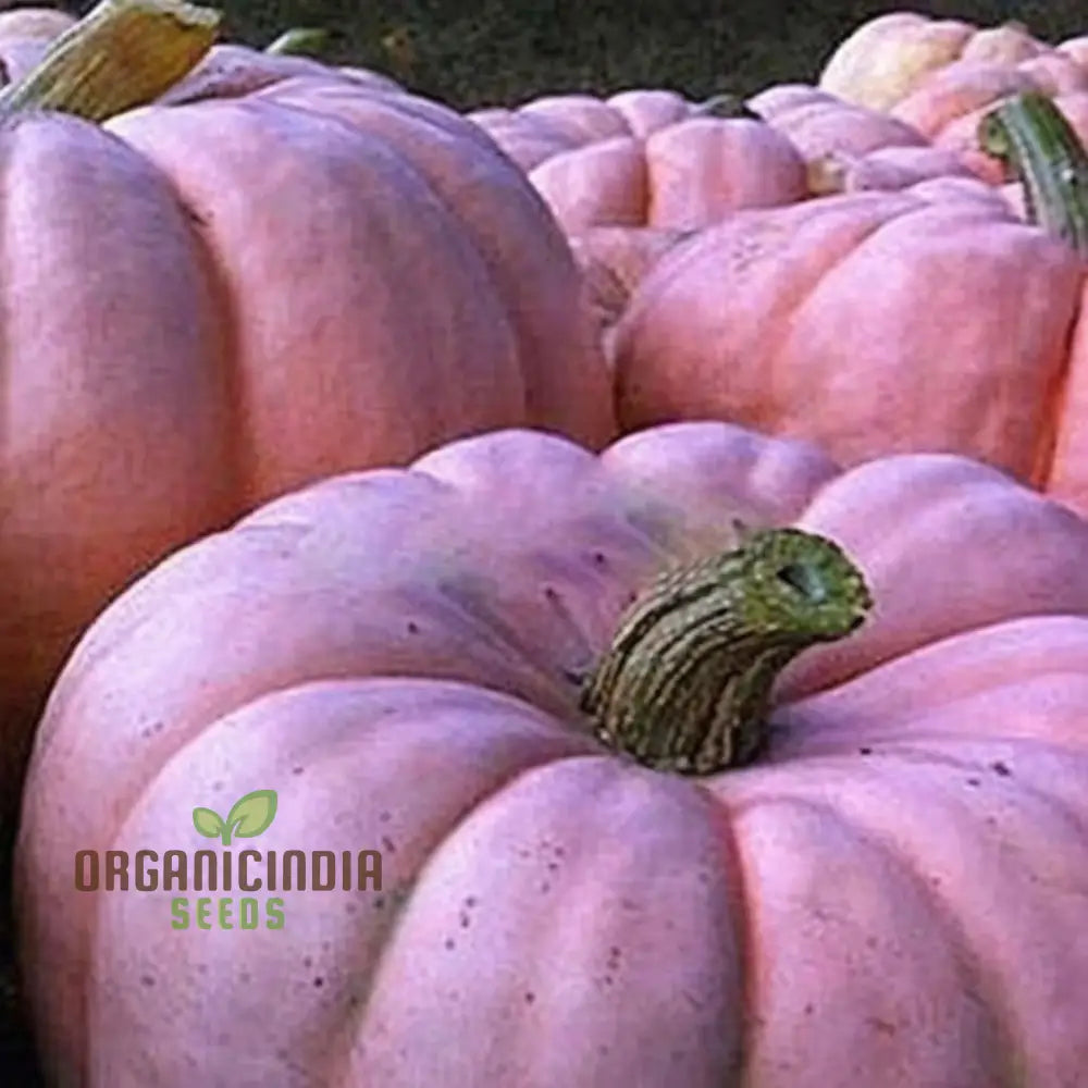 Pink Pumpkin Vegetable Seeds - Premium Quality For Unique Pink-Hued Pumpkins