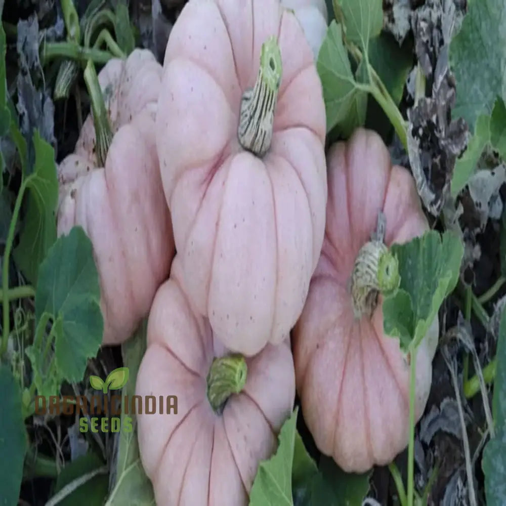 Pink Pumpkin Vegetable Seeds - Premium Quality For Unique Pink-Hued Pumpkins