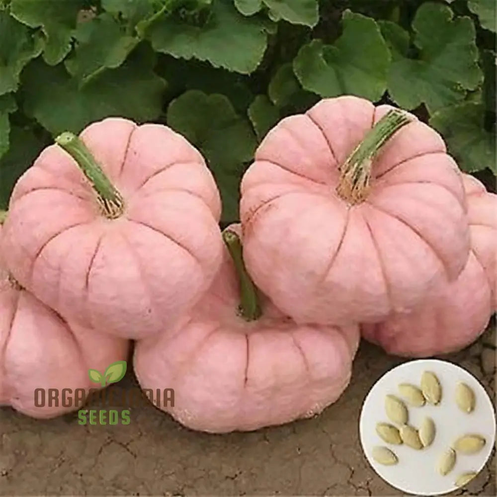 Pink Pumpkin Vegetable Seeds - Premium Quality For Unique Pink-Hued Pumpkins