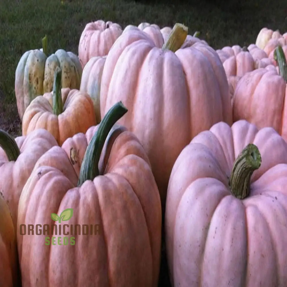 Pink Pumpkin Vegetable Seeds - Premium Quality For Unique Pink-Hued Pumpkins