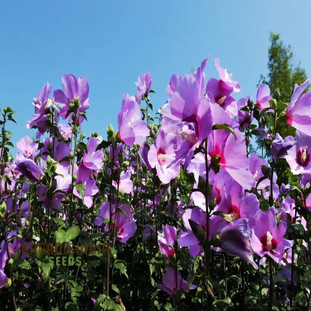 Pink Purple Hibiscus Flower Seeds Perennial Giant Flowers For Tropical Bloom - Premium Flower