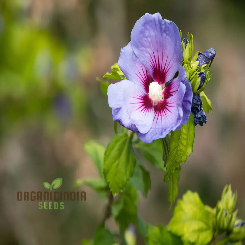 Pink Purple Hibiscus Flower Seeds Perennial Giant Flowers For Tropical Bloom - Premium Flower