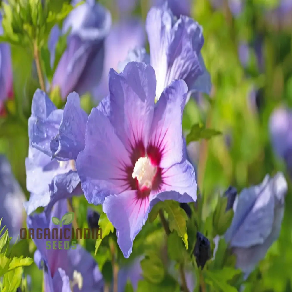 Pink Purple Hibiscus Flower Seeds Perennial Giant Flowers For Tropical Bloom - Premium Flower